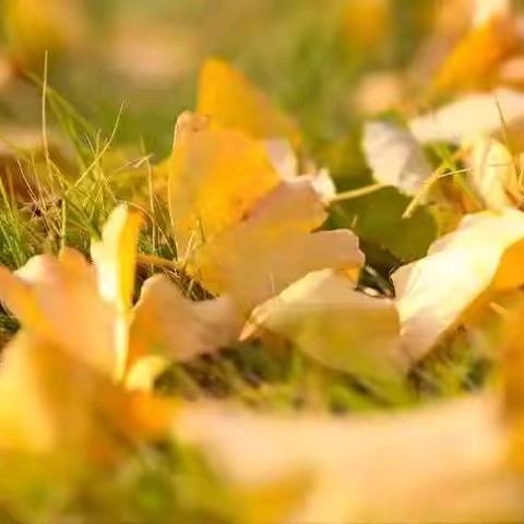 冬韵凝香教研路 异构花开联盟情 ——县二中、金铺初中、张楼初中、王岗一中校际交流活动