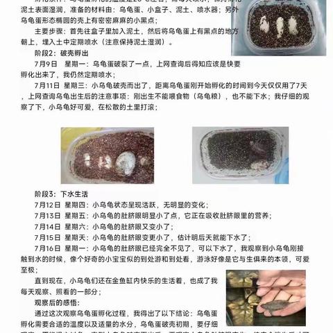 观察乌龟蛋孵化的过程