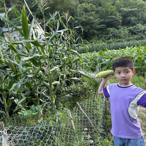 玩转玉米🌽暑期实践活动  恩施市高旗实验小学 107 周熠凡