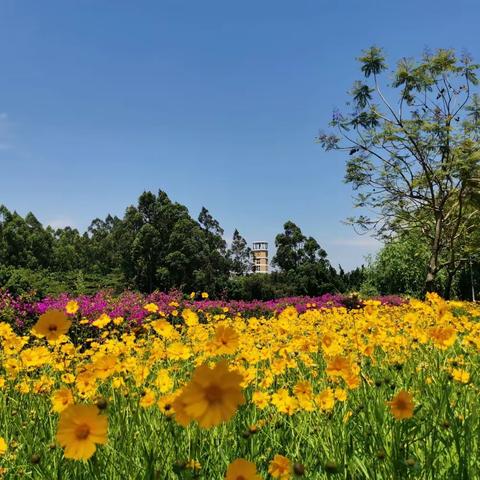 每一朵花都是从种子开始——《英语教学设计与微格教学》课程总结