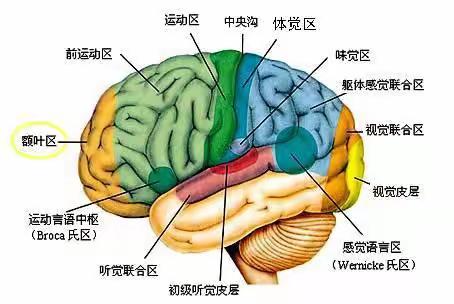 感统科普| 想要提高孩子学习力，父母必须了解的脑科学认知