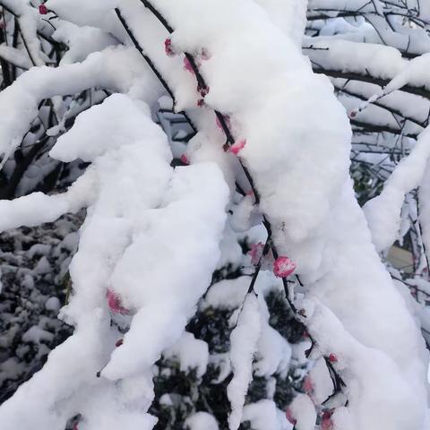 最美下雪天，最暖物业人