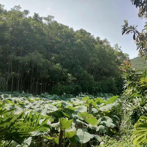 暖心聚游促发展                          志愿前行凝合力