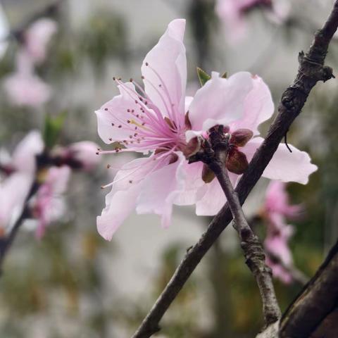 不负春光，野蛮生长