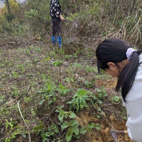 龙凤中心小学602班张可依，鸟语花香 踏青趣﻿