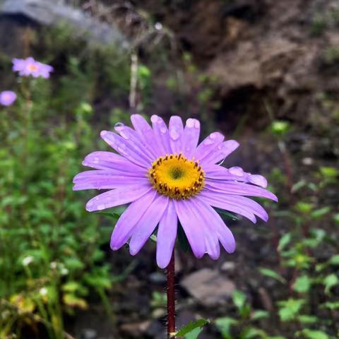 待到山花灿漫时