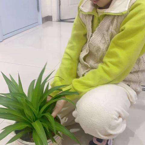 绿色植物