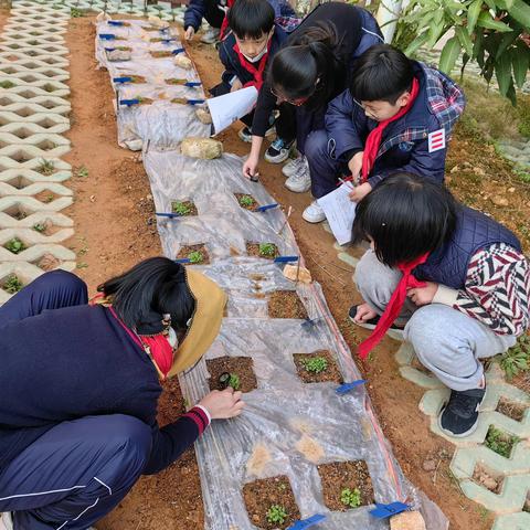 土生变化之绿肥堆肥土壤改良研究