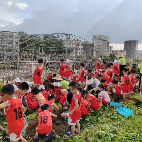 【快乐挖薯  收获喜悦】——启蒙幼儿园农耕体验活动