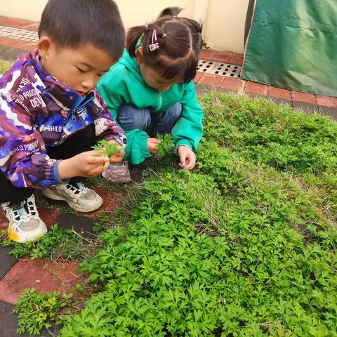 悠悠艾草香，正是清明时—-阳谷陂村幼儿园中班清明节活动