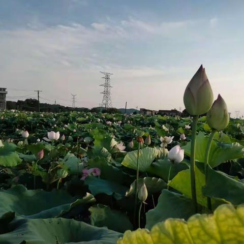 心似莲花朵朵开