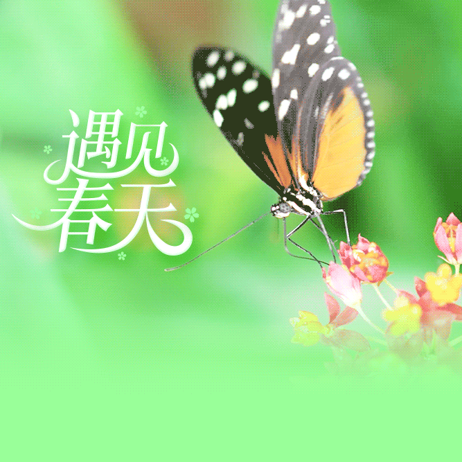 教学实践｜“我和春天有个约会”——先盛里小学三三班主题实践活动育人纪实