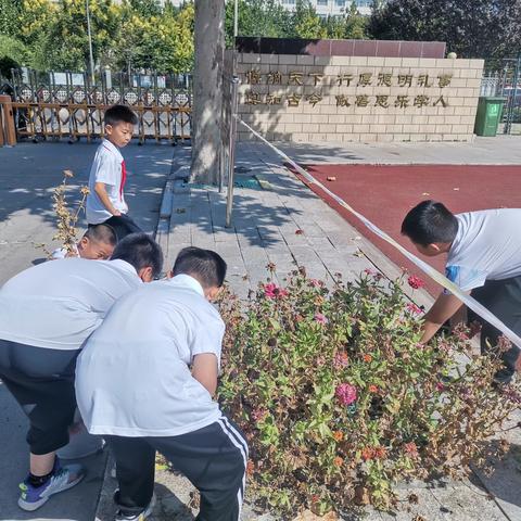 一花一草皆生命，一枝一叶总关情——四年级校内实践