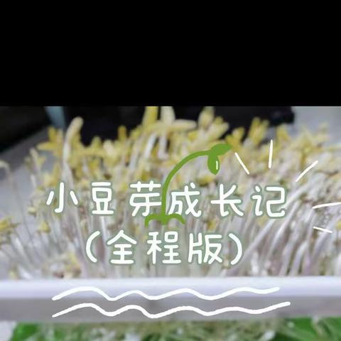 6.3张轩玮     小豆芽生长记