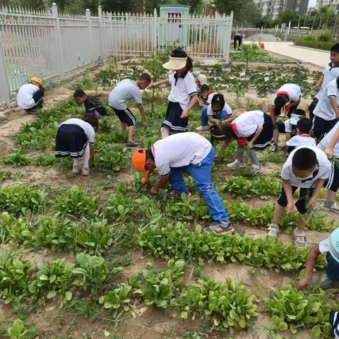 【九小家校】让梦想的种子在心里生根发芽，茁壮成长，未来，亦可期——灵武市第九小学一年级五班迎来大丰收