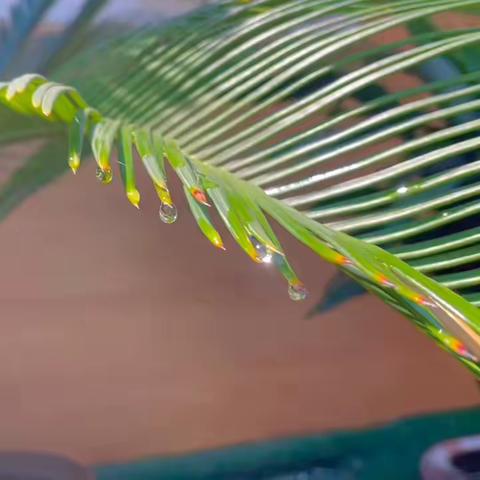 白露暖秋色，莫负好光景