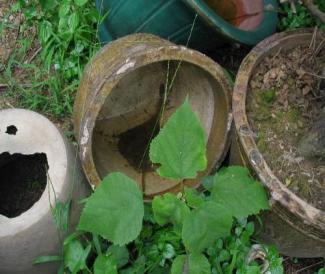 人人动手清积水，家家户户防蚊虫，齐心协力，共御基孔肯雅热和登革热