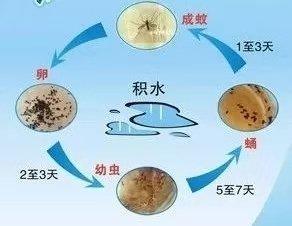 防蚊灭蚊知识小科普