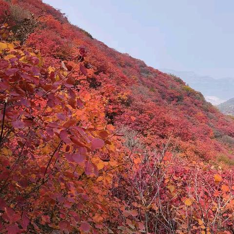 天赐山赏红叶有感