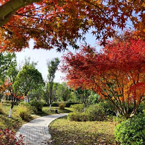 《初冬时节枫正红》