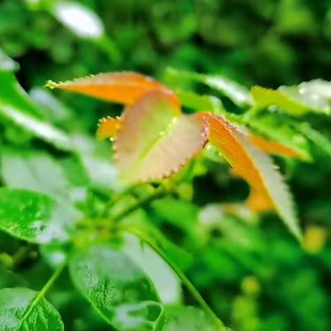 雅雨•盼          ——雅礼雨花中学2309班吴佳熙