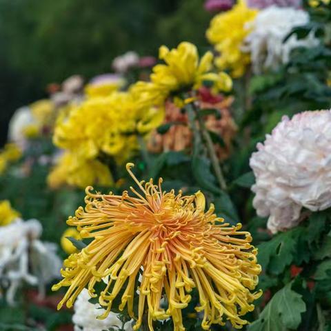 二胡高级一班结业展演联欢活动