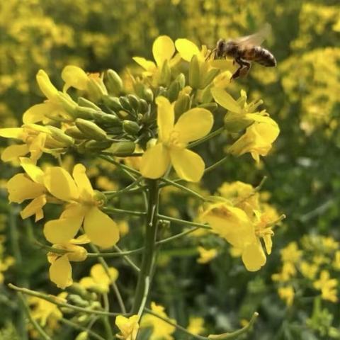 “我们的节日·清明”—终南小学清明主题实践活动