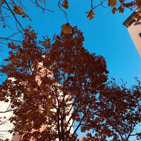 天紫物业服务中心10月份服务月报