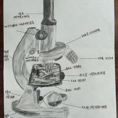 生物暑假作业展示