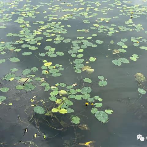 蒲城县老年大学国学经典品读班诗经吟诵《诗经·国风·周南》