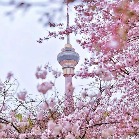 飞鹰户外3月30日🌸 三月樱花季，玉渊潭+南锣鼓巷古街一日游