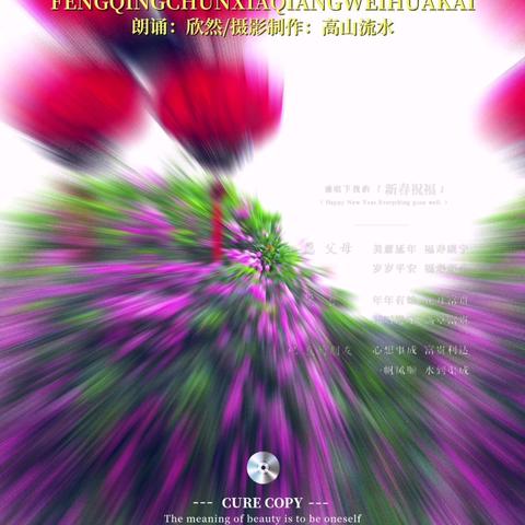 风情春夏•蔷薇花开