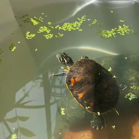 我养乌龟的趣味