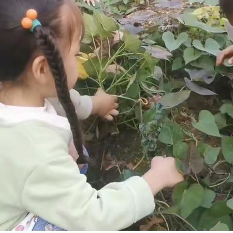 呀！红薯——曲阜市吴村镇中心幼儿园中班课程故事