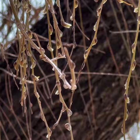 杨柳依依，枝枝童心——曲阜市吴村镇中心幼儿园中班自然课程