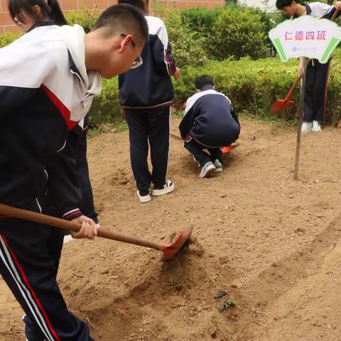 “蔬”香作伴，“勤”满校园---北京路中学教育集团日照钢铁中学校区种植地里的劳动教育