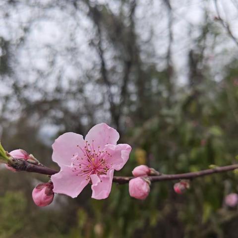 春有约，花不误