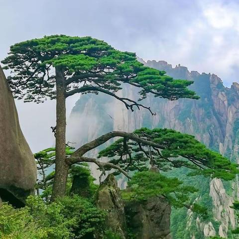 蔡纪雷游记—黄山奇石