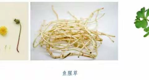 食用野菜的消费提示