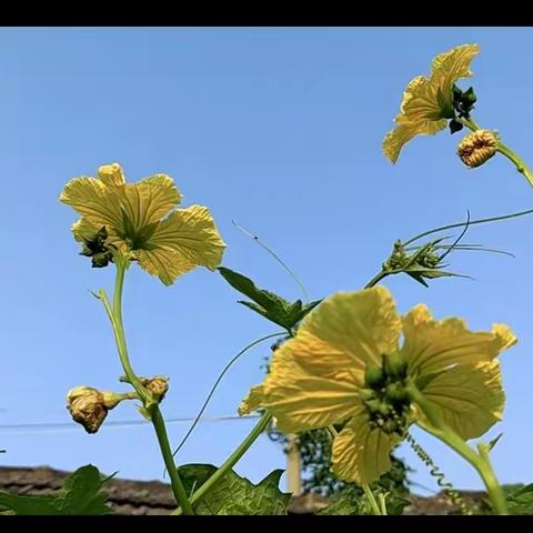 秋意浓，丝瓜爬满藤，花儿开满院