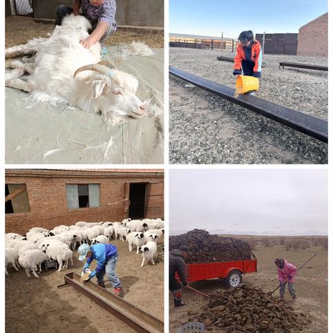 实践促成长，劳动最光荣——— 苏尼特左旗第一小学“五一”假期劳动实践活动纪实