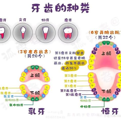 我换牙了  生成课