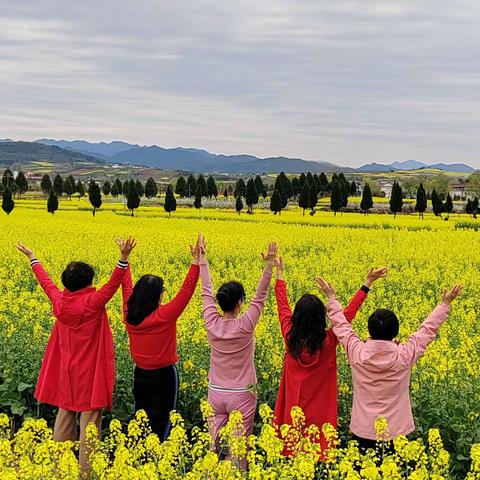 油菜花儿开