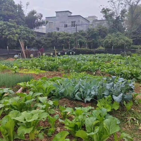 劳动教育结硕果———苍梧县岭脚镇中心校开展班级劳动成果分享会