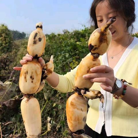 中峰乐园国庆亲子露营特惠活动大放送 ━去野 去学 趣撒欢