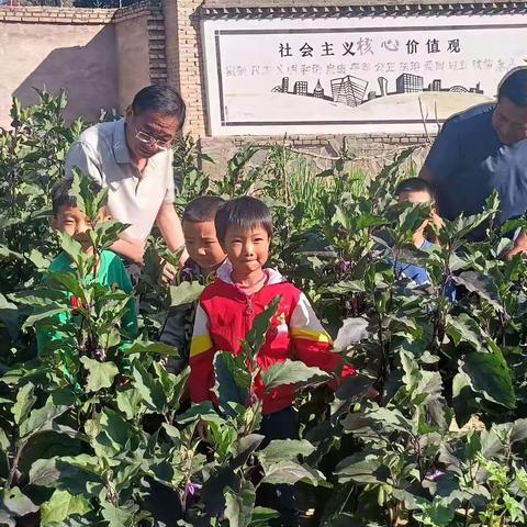 【“三抓三促”行动进行时】幸福种植，快乐成长 ―― 康家崖小学种植园侧记