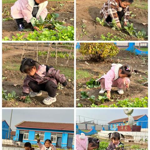 爱在立冬时，劳动暖身心——迁安市夏官营镇团辛庄幼儿园立冬主题活动