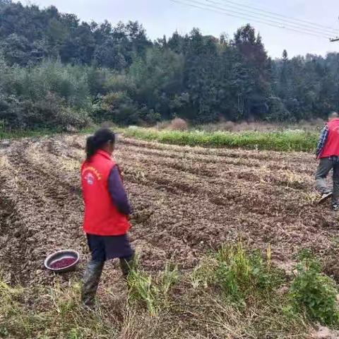 永背村新文明实践站助农播种油菜情满田垄间活动