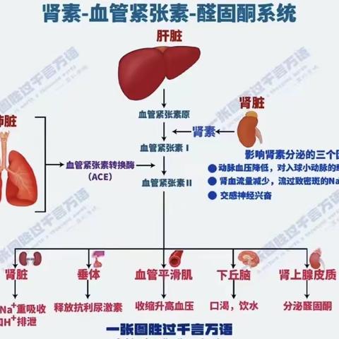 肾素醛固酮系统