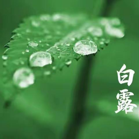 白露降 秋意浓 ——扎赉特旗第一幼儿园白露节气活动纪实